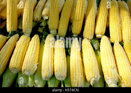 Corncobs for sale at local market Stock Photo