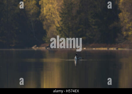 Arctic Loon / Black-throated Loon ( Gavia arctica ), beating its wings on a lake in Sweden, surrounded by colorful woods, trees. Stock Photo