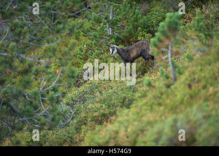 Alpine chamois / Gaemse ( Rupicapra rupicapra ), young fawn, walking downhill, in typical alpine vegetation, Swiss Alps. Stock Photo