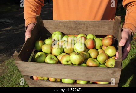 Freshly harvested British apples in a heritage orchard in autumn (October), UK Stock Photo