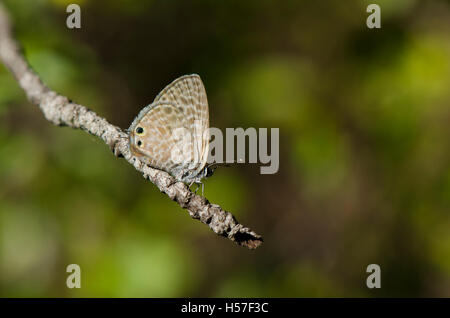 Common Zebra Blue, lang's short-tailed blue, Leptotes pirithous, butterfly, Spain. Stock Photo