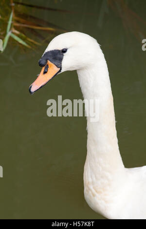 Mute Swan (Cygnus olor). Adult. Normal white colour phase. Head profile. Stock Photo