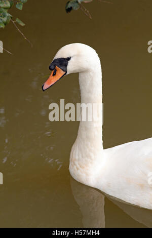 Mute Swan (Cygnus olor), on a Norfolk Broadland drainage dyke. Adult. Normal white plumaged colour phase. Stock Photo