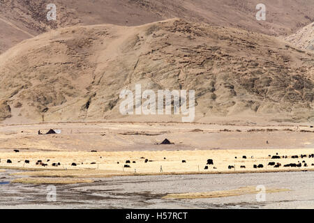 Grazing yaks  in Tibetan Landscape. Stock Photo