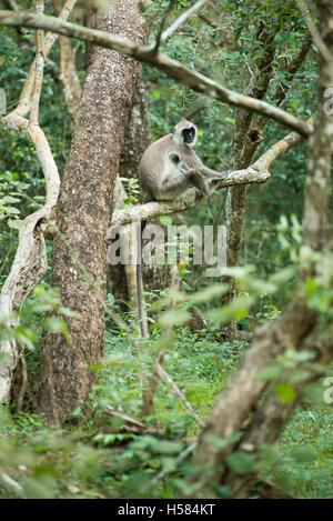 Gray langur, Semnopithecus priam, Wilpattu National Park, Sri Lanka Stock Photo
