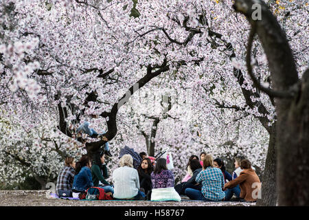 People having a picnic under flowered almond trees Stock Photo