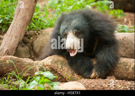 Sloth bear (Melursus ursinus), Sri Lanka Stock Photo