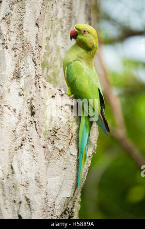 Alexandrine parakeet (Psittacula eupatria), Sri Lanka Stock Photo