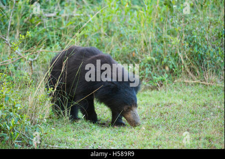 Sloth bear (Melursus ursinus), Wilpattu National Park, Sri Lanka Stock Photo