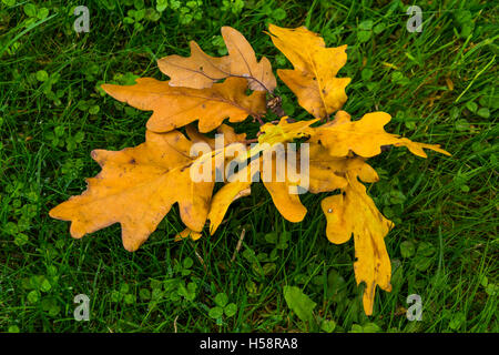 Bunch of yellow dried oak leaves on green fresh grass with some raindrops, daytime scene with powerfull yellow-green contrast... Stock Photo