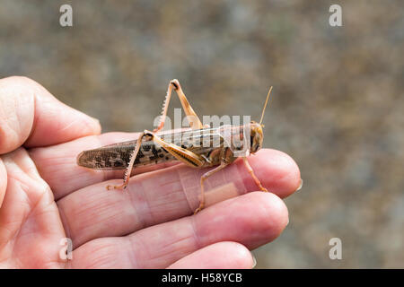 Desert Locust (Schistocerca gregaria). Resting on a man’s fingers. Stock Photo