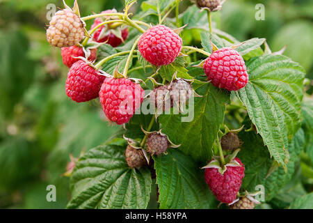 Lots of red ripe raspberries on a bush. Close up of fresh organic berries with green leaves on raspberry cane. Summer garden Stock Photo