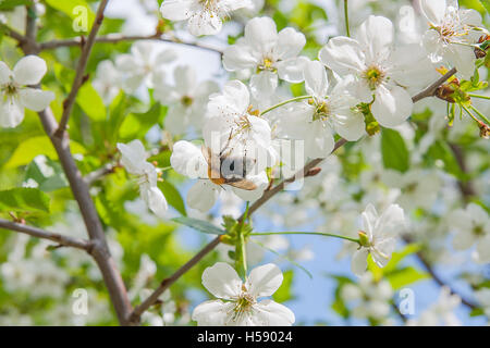 Beautiful flowering cherry trees. Bumblebee harvesting pollen from cherry blossom in spring day. Blossoming of cherry flowers Stock Photo