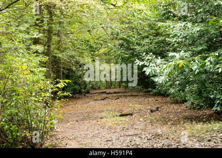 Brentwood UK green belt area, Essex, 19th October 2016 Forest path Stock Photo
