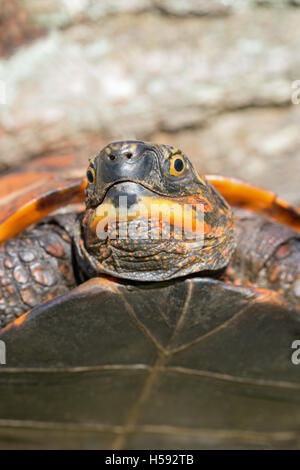 Indochinese Flowerback Box Turtle (Cuoro galbinifrons). Critically ...