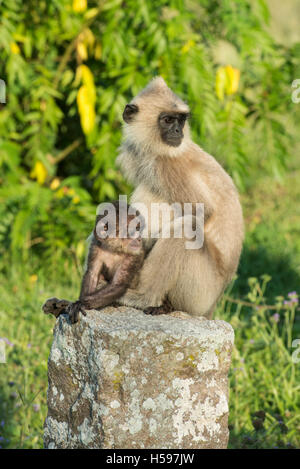 Gray langur with baby sitting on ancient ruins, Semnopithecus priam, Anuradhapura, Sri Lanka Stock Photo