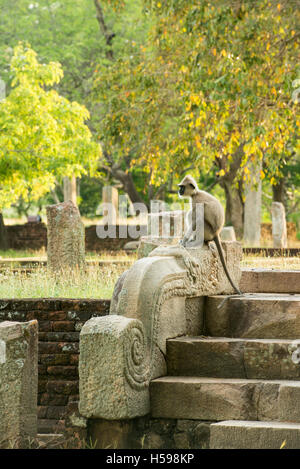 Gray langurs sitting on ancient ruins, Semnopithecus priam, Anuradhapura, Sri Lanka Stock Photo
