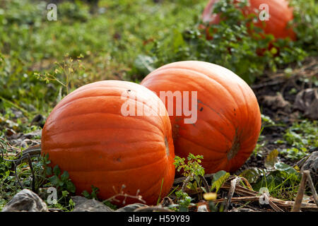 pumpkins growing in a pumpkin patch field in shropshire england ready for halloween Stock Photo