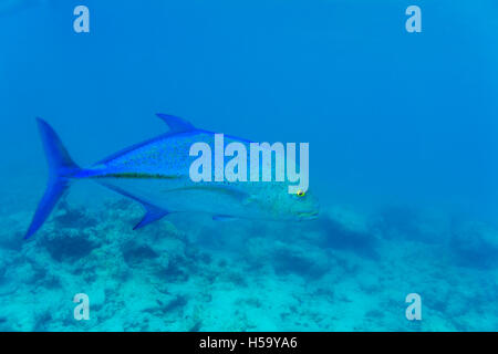 Blue fin trevally (Caranx melampygus) in ocean blue water, Maldives Stock Photo