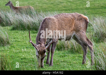 Red deer stag (Cervus elaphus) grazing on moorland in the Scottish Highlands, Scotland Stock Photo