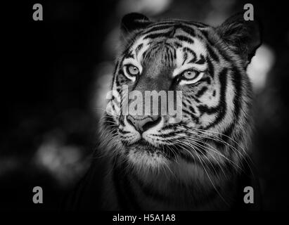 Portrait of a siberian tiger (Panthera tigris altaica) in black and white Stock Photo