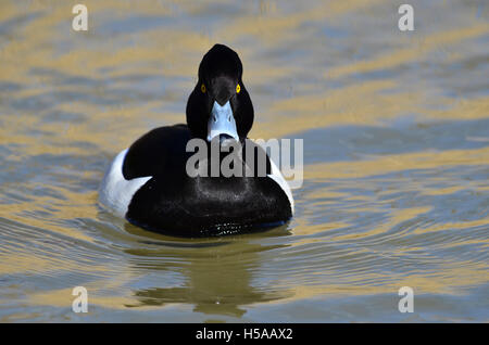A male, drake tufted duck floating on the lake UK Stock Photo