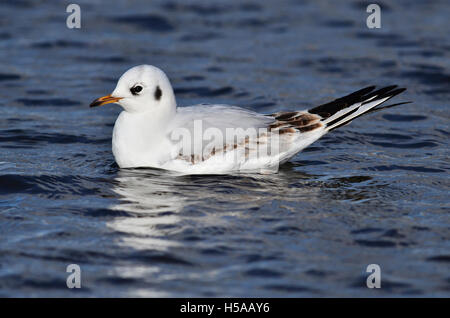 Black-headed gull in winter plumage Stock Photo