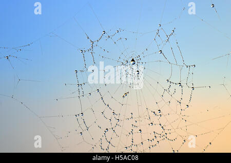 Spider web with rain drops Stock Photo