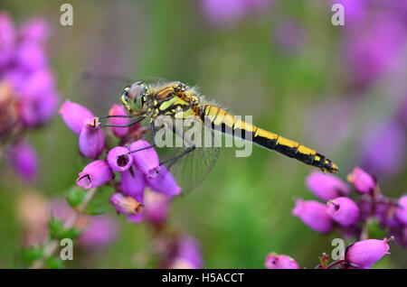 Female black darter dragonfly at rest on bell heather. Morden Bog, Dorset, UK Stock Photo