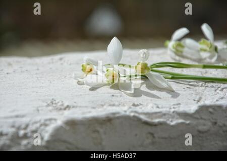 Some snowdrops on white wall Stock Photo