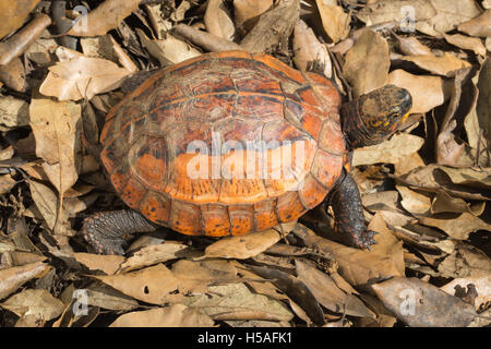 Indochinese Flowerback Box Turtle (Cuoro galbinifrons). Critically ...