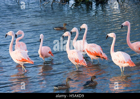 Chilean Flamingos (Phoenicopterus chilensis). Adult birds standing in shallow water. Fulvous Whistling Ducks (Dendrocygna bicolo Stock Photo