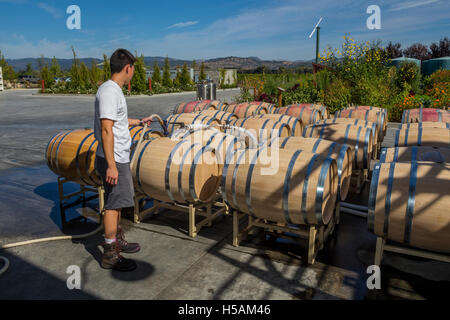 winery worker, employee filling wine barrels, Cakebread Cellars, Rutherford, Napa Valley, Napa County, California Stock Photo