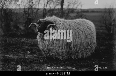 'Macgregor', located in Ladyton, Scotland, is a property owned by James R. Dempster. The property is identified by the reference number 3110325921 in the llery records, which document various properties and their ownership details. Stock Photo