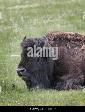 Spring Time Bison American Bison, Buffalo (Bison bison), cows with calves Stock Photo - Alamy