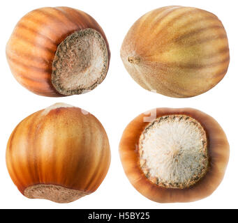 collection of hazelnuts isolated on the white background. Stock Photo