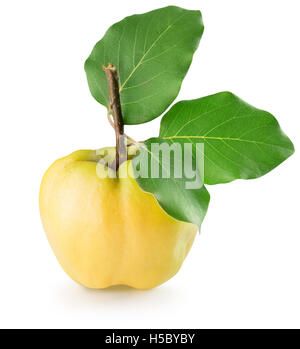 quince isolated on the white background. Stock Photo