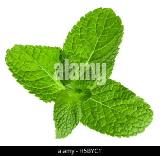 mint leaves isolated on the white background. Stock Photo