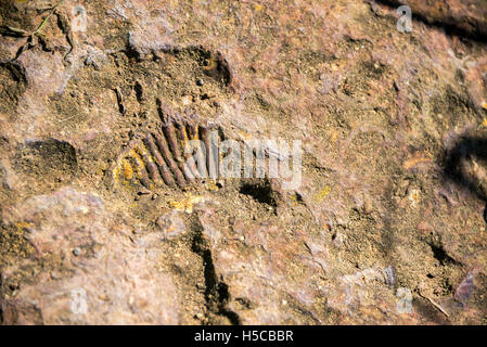 View of an ammonite fossil near Barichara, Colombia Stock Photo