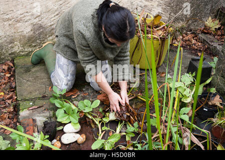 lady gardener cleaning weedy pond Stock Photo