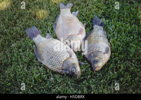 Crucian carp fish swimming in the pond Stock Photo