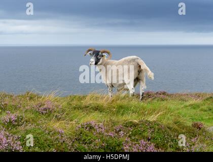 The Scottish Blackface sheep standing on hill with the sea behind it in Highland, Scotland, UK Stock Photo