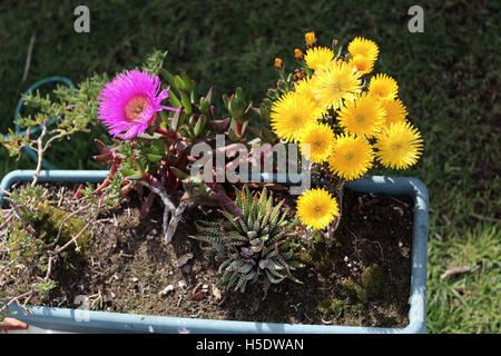 Bright Yellow Mesembryanthemum or Ice plant  and  Carpobrotus edulis  in full bloom Stock Photo
