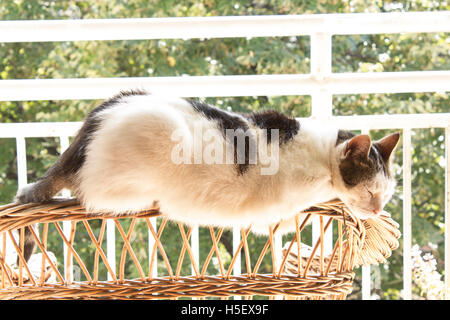 The Cat  Sleeping on the Back of Wicker Chair. Stock Photo