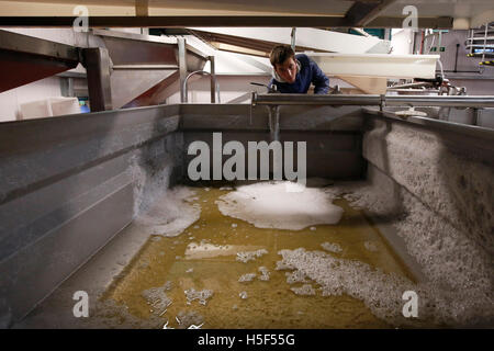 Hampshire, UK. 19th October, 2016. A trainee oenologist pours freshly pressed grape juice into vats below in the winery at the Hambledon Vineyard in Hampshire, UK Wednesday October 19, 2016.  The English wine grape harvest has begun, the outlook is good after a late, warm summer in August and September.  The vineyard at Hambledon, one of the oldest in the country, has 75,000 vines over 20 hectares in the South Downs National Park. Credit:  Luke MacGregor/Alamy Live News Stock Photo