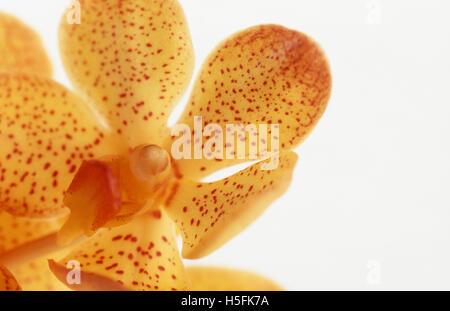 Studio image of a yellow Singapore Orchid on white background. Stock Photo