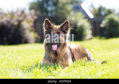 Beautiful dog german shepard outdoors on a lawn Stock Photo