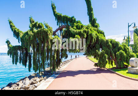 A weeping Giant Sequoia tree leaning over the waterfront promenade in Évian-les-Bains, France Stock Photo
