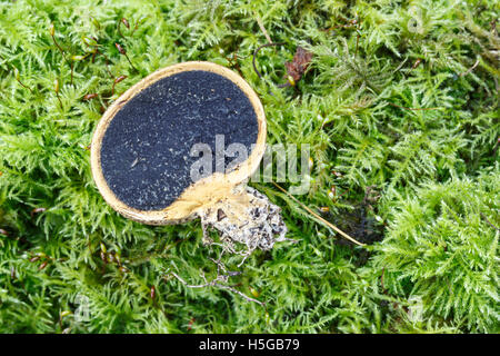 Cross-section through Common Earthball, Scleroderma citrinum, Derbyshire, Peak District National Park Stock Photo