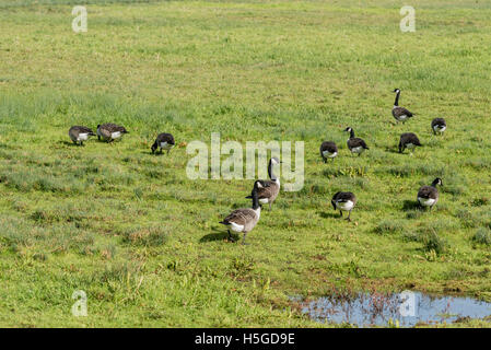 A small flock of Canada Geese feeding Stock Photo